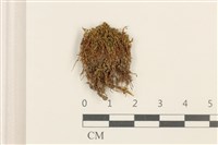 登錄號:B00014082藏品圖，第1張