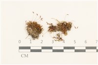 真蘚藏品圖，第1張