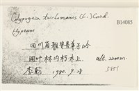 三角葉護蒴苔藏品圖，第2張