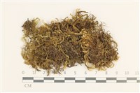 三角葉護蒴苔藏品圖，第1張