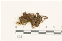 登錄號:B00014089藏品圖，第1張