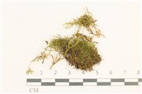 登錄號:B00014090藏品圖，第1張