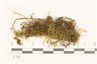 登錄號:B00014091藏品圖，第1張
