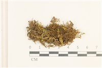 登錄號:B00014092藏品圖，第1張