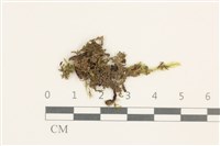 登錄號:B00014093藏品圖，第1張
