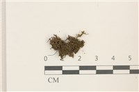 登錄號:B00014094藏品圖，第1張