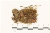 登錄號:B00014097藏品圖，第1張