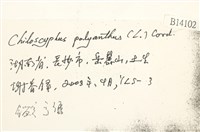 多胞裂萼苔藏品圖，第2張