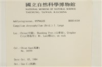 黃葉細濕蘚藏品圖，第2張