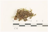 黃葉細濕蘚藏品圖，第1張