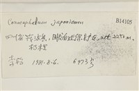 日本蛇苔藏品圖，第2張