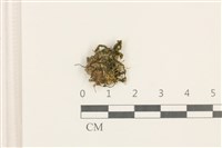 日本蛇苔藏品圖，第1張