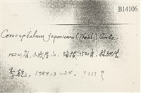 日本蛇苔藏品圖，第2張