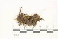 日本蛇苔藏品圖，第1張