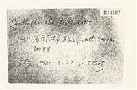 粗齒雉尾蘚藏品圖，第2張