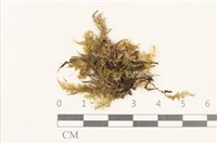 粗齒雉尾蘚藏品圖，第1張