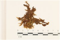 登錄號:B00014429藏品圖，第1張