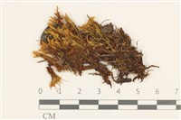 登錄號:B00014430藏品圖，第1張