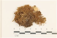 登錄號:B00014431藏品圖，第1張