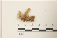 登錄號:B00014432藏品圖，第1張