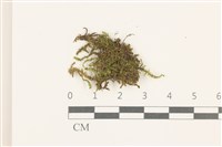 登錄號:B00014443藏品圖，第1張