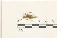 登錄號:B00014445藏品圖，第1張