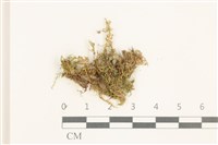 登錄號:B00014446藏品圖，第1張