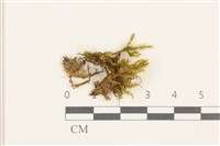 登錄號:B00014449藏品圖，第1張