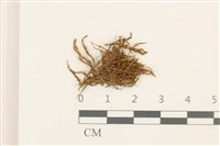 登錄號:B00014463藏品圖，第1張