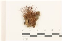 登錄號:B00014464藏品圖，第1張