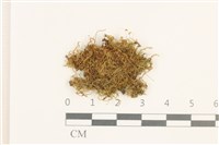 登錄號:B00014467藏品圖，第1張