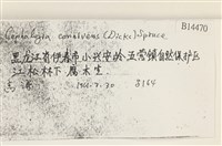 喙葉大萼苔藏品圖，第2張