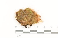 登錄號:B00014471藏品圖，第1張