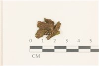 蛇苔藏品圖，第1張