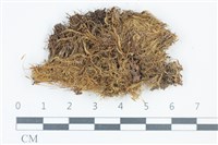 青毛苔藏品圖，第1張