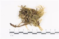 登錄號:B00014595藏品圖，第1張