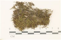 登錄號:B00014597藏品圖，第1張