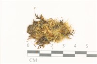 花錦蘚藏品圖，第1張