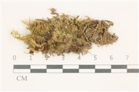 登錄號:B00014600藏品圖，第1張