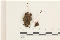 登錄號:B00014601藏品圖，第1張