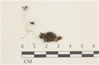 登錄號:B00014602藏品圖，第1張