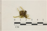 登錄號:B00014603藏品圖，第1張