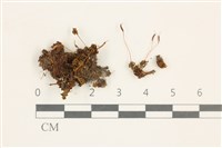 登錄號:B00014604藏品圖，第1張