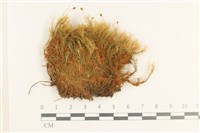 登錄號:B00014613藏品圖，第1張