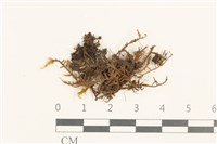 登錄號:B00014615藏品圖，第1張