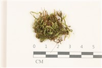 登錄號:B00014617藏品圖，第1張