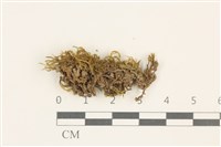 登錄號:B00014619藏品圖，第1張