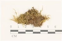 登錄號:B00014620藏品圖，第1張