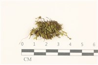 登錄號:B00014621藏品圖，第1張