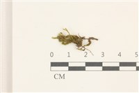 登錄號:B00014623藏品圖，第1張